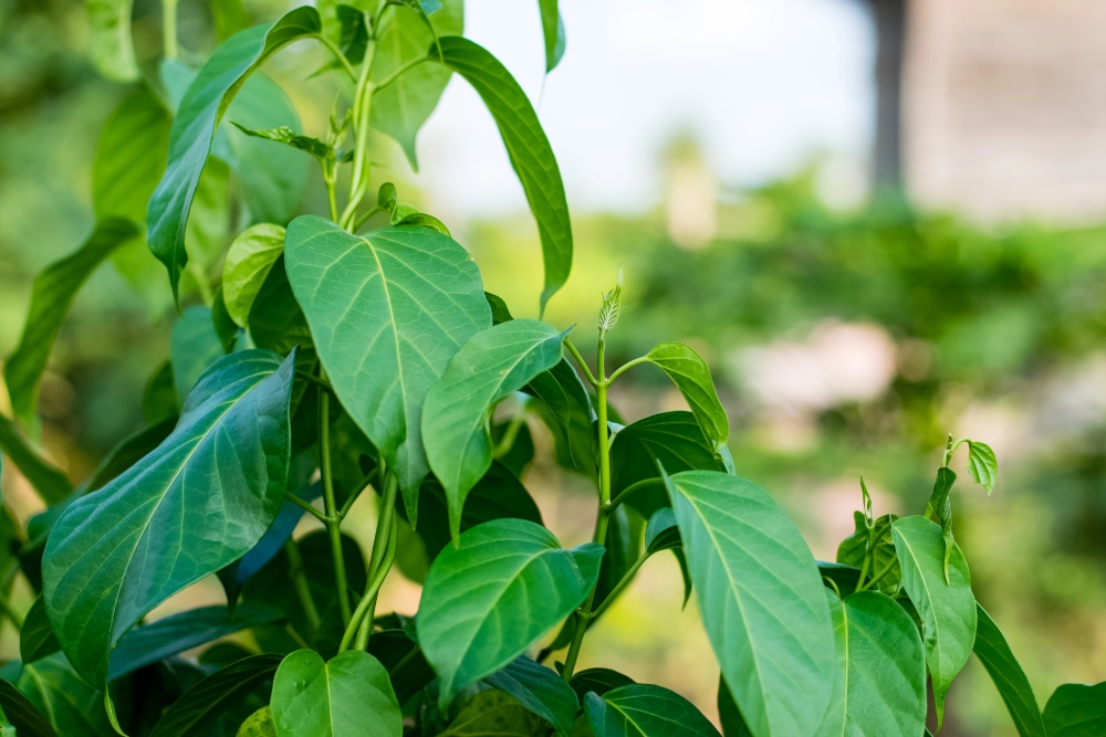 Gymnema sylvestre